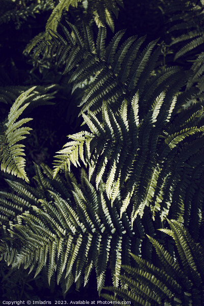 Dark Green Fern Leaves Botanic Picture Board by Imladris 