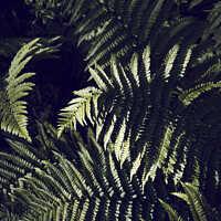 Buy canvas prints of Dark Green Fern Leaves Botanic by Imladris 