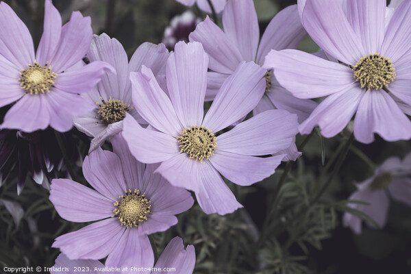 Pale Pink Cosmos Flowers  Picture Board by Imladris 