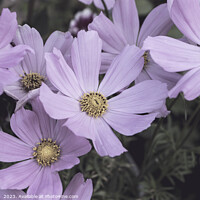 Buy canvas prints of Pale Pink Cosmos Flowers  by Imladris 