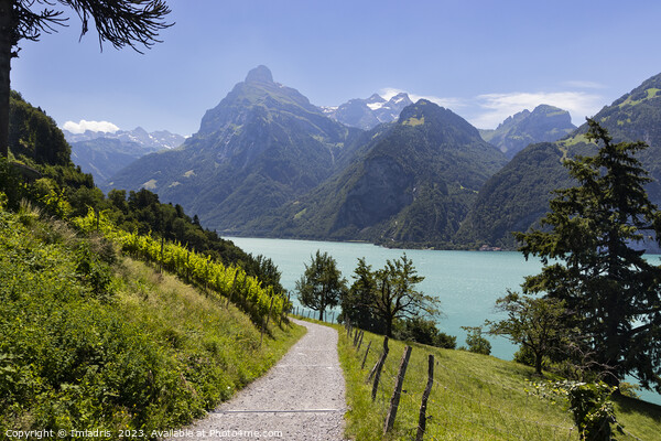 Path to Beautiful Urnersee, Switzerland Picture Board by Imladris 