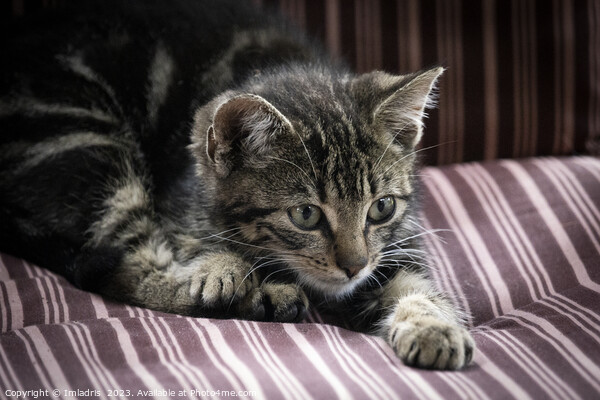 Stripy Kitten on a Stripy Chair Picture Board by Imladris 