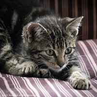 Buy canvas prints of Stripy Kitten on a Stripy Chair by Imladris 