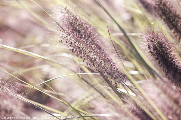 Soft Pink Pennisetum Blooms Picture Board by Imladris 