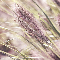 Buy canvas prints of Soft Pink Pennisetum Blooms by Imladris 