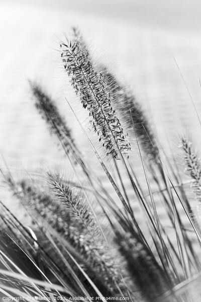 Delicate Ornamental Grass in Monochrome Picture Board by Imladris 