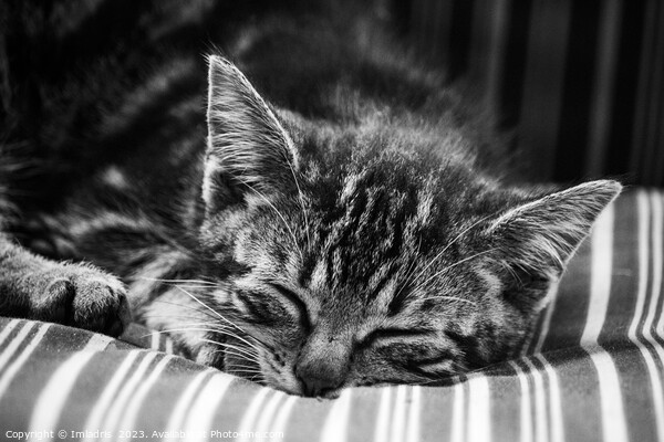 Cute Stripy Kitten Sleeping Monochrome Picture Board by Imladris 