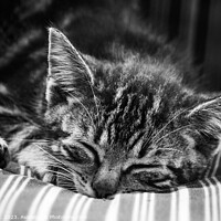 Buy canvas prints of Cute Stripy Kitten Sleeping Monochrome by Imladris 