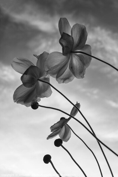 Japanese Anemone, Monochrome study Picture Board by Imladris 