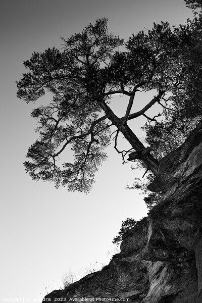 Lone Pine Tree, Monochrome Picture Board by Imladris 