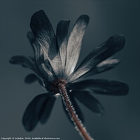 Buy canvas prints of The Deliciously Dark Flower by Imladris 