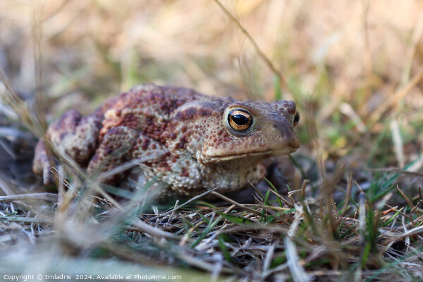 Camouflaged Common Toad Picture Board by Imladris 