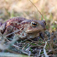 Buy canvas prints of Camouflaged Common Toad by Imladris 