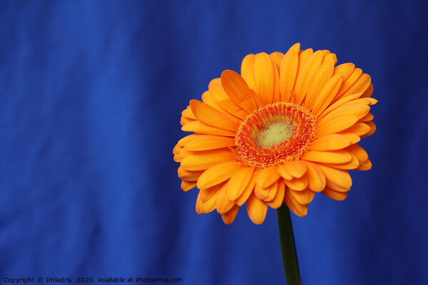 Orange Gerbera Flower on Blue Picture Board by Imladris 
