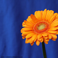 Buy canvas prints of Orange Gerbera Flower on Blue by Imladris 
