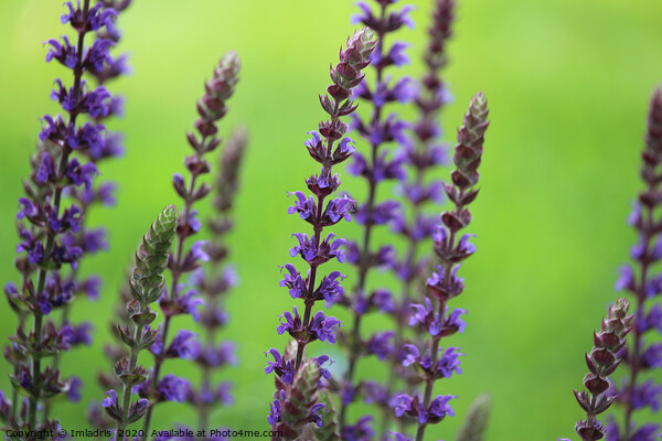 Salvia nemorosa 'Ostfriesland', Purple Flowers Picture Board by Imladris 
