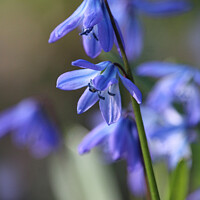 Buy canvas prints of Blue Scilla siberica (Wood Squill) flowers by Imladris 