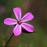 Buy canvas prints of Geranium robertianum, Storksbill, pink flower by Imladris 