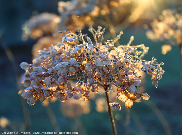 Beautiful Frosty Hydrangea Flower Head Picture Board by Imladris 