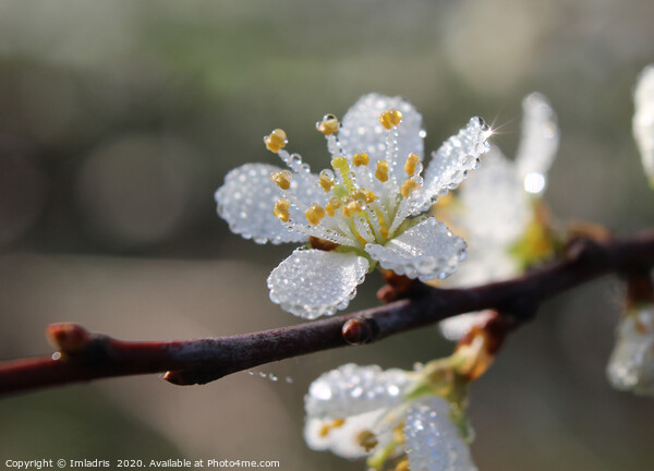 Dewy Blackthorn blossom in spring Picture Board by Imladris 