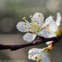 Buy canvas prints of Dewy Blackthorn blossom in spring by Imladris 