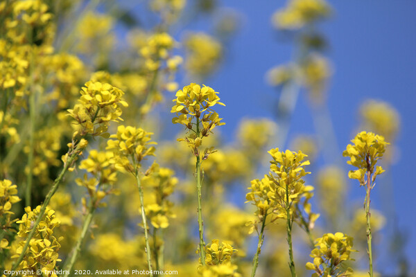 Bright Yellow Field Mustard Flowers Picture Board by Imladris 