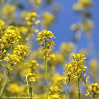 Buy canvas prints of Bright Yellow Field Mustard Flowers by Imladris 