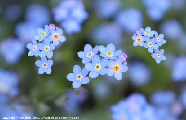 Dainty Blue Forget me Not Flowers Picture Board by Imladris 