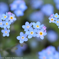 Buy canvas prints of Dainty Blue Forget me Not Flowers by Imladris 