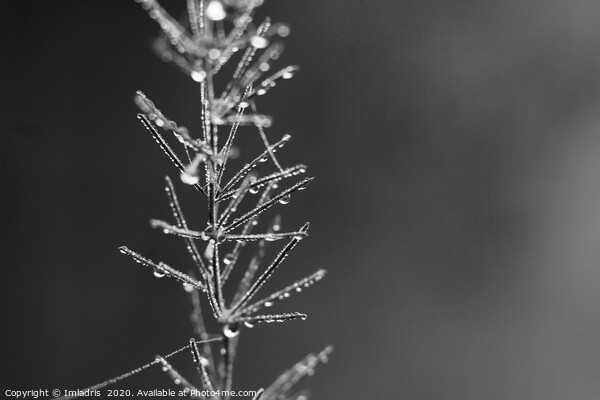 Droplets of Dew, Asparagus Fern monochrome Picture Board by Imladris 