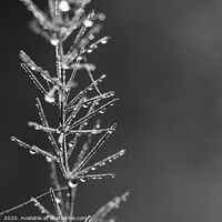 Buy canvas prints of Droplets of Dew, Asparagus Fern monochrome by Imladris 