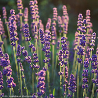 Buy canvas prints of Beautiful backlit lavender flowers by Imladris 