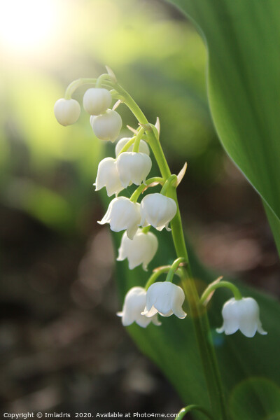 Sunlit White Lily of the Valley Flowers Picture Board by Imladris 
