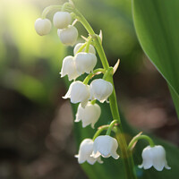Buy canvas prints of Sunlit White Lily of the Valley Flowers by Imladris 