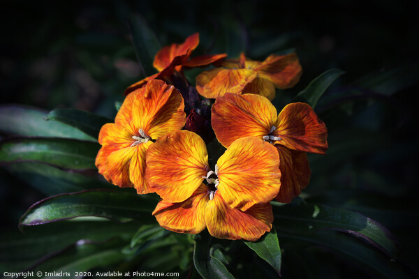 Bright Orange Wallflower Blooms Picture Board by Imladris 
