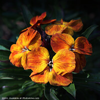 Buy canvas prints of Bright Orange Wallflower Blooms by Imladris 