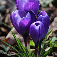 Buy canvas prints of Sunlit Purple Crocus Flowers by Imladris 
