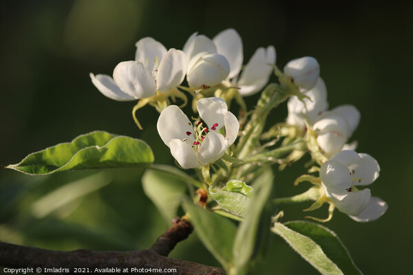 Beautiful White Pear Blossom Picture Board by Imladris 