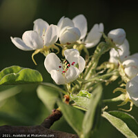 Buy canvas prints of Beautiful White Pear Blossom by Imladris 