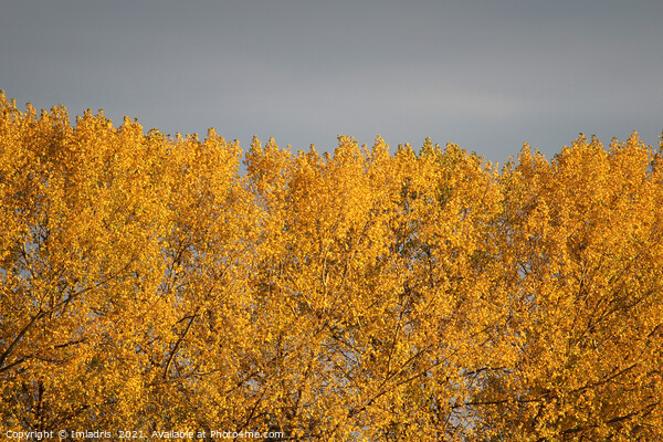 Golden Poplar Leaves in Autumn Picture Board by Imladris 
