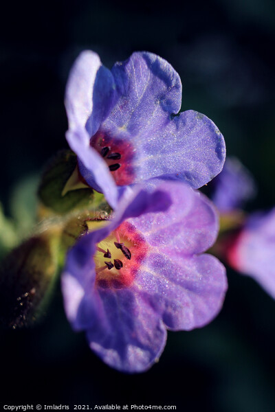 Pulmonaria, Lungwort flowers, in Spring  Picture Board by Imladris 