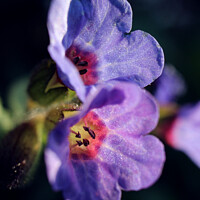 Buy canvas prints of Pulmonaria, Lungwort flowers, in Spring  by Imladris 
