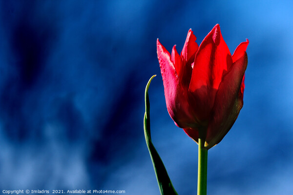 Bright Red Tulip on dark blue background Picture Board by Imladris 
