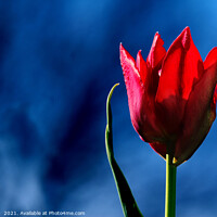 Buy canvas prints of Bright Red Tulip on dark blue background by Imladris 