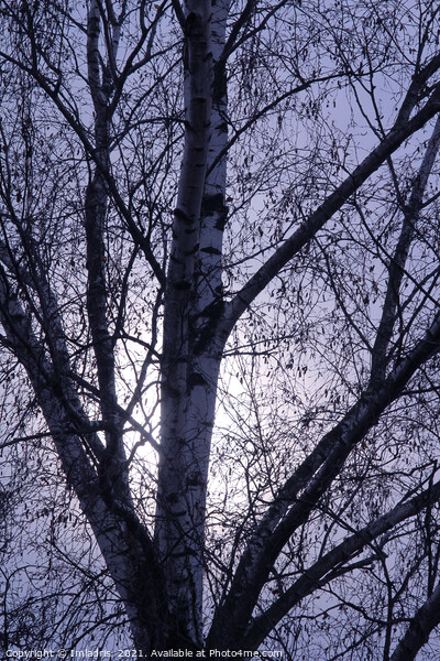 Winter birch trees rising moon Picture Board by Imladris 