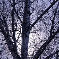 Buy canvas prints of Winter birch trees rising moon by Imladris 