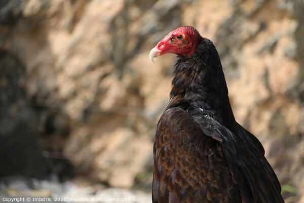 Turkey vulture, Cathartes aura in profiel Picture Board by Imladris 