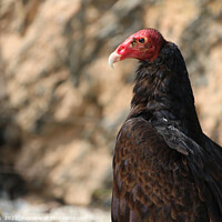 Buy canvas prints of Turkey vulture, Cathartes aura in profiel by Imladris 