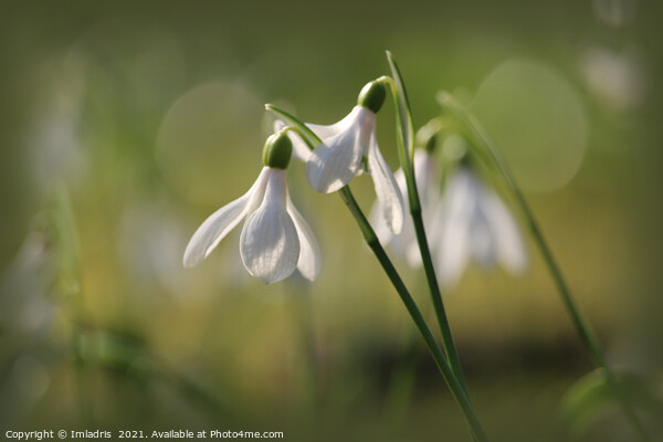 Pure White Snowdrops in Spring Picture Board by Imladris 