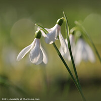 Buy canvas prints of Pure White Snowdrops in Spring by Imladris 